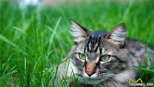 猫和狗谁的听觉更好?来看看是不是你心中的答案