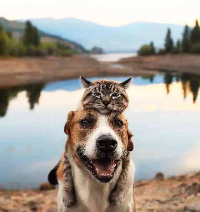 猫和狗谁的听觉更好?来看看是不是你心中的答案