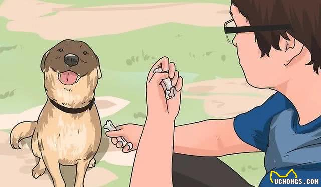 如何训练成年狗?