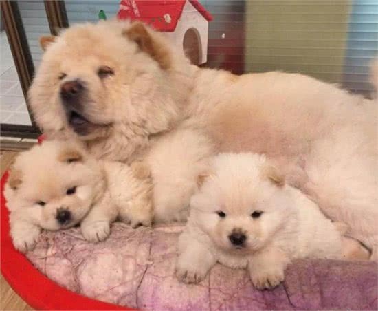 大松狮照顾小松狮,一只亲过之后其他的松狮纷纷排队要亲亲