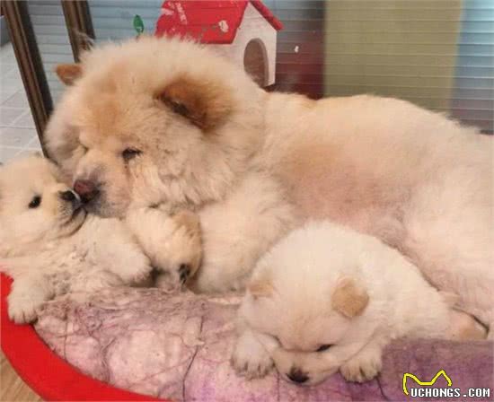 大松狮照顾小松狮,一只亲过之后其他的松狮纷纷排队要亲亲