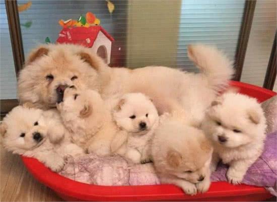 大松狮照顾小松狮,一只亲过之后其他的松狮纷纷排队要亲亲