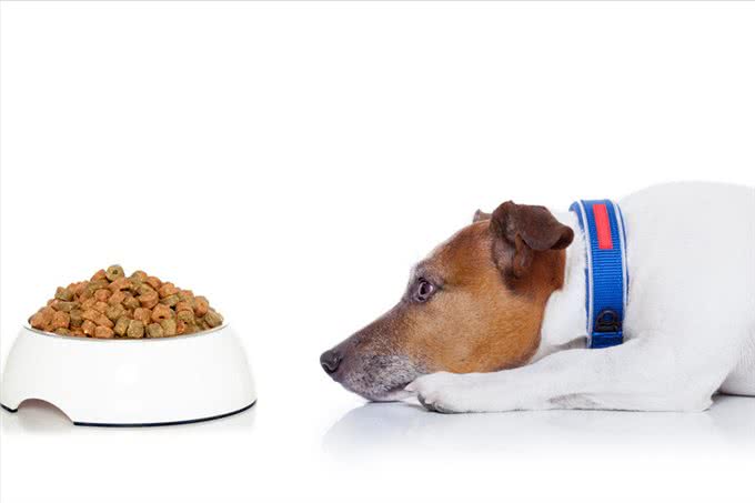 养狗后,才明白这些事,宠主:说到心坎上了