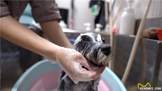 养狗后,才明白这些事,宠主:说到心坎上了