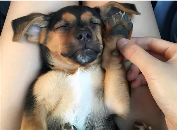 养狗后,才明白这些事,宠主:说到心坎上了