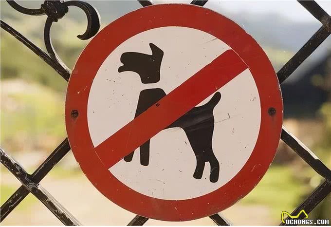 养狗后,才明白这些事,宠主:说到心坎上了