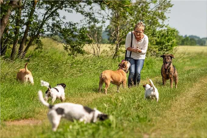 养狗后,才明白这些事,宠主:说到心坎上了
