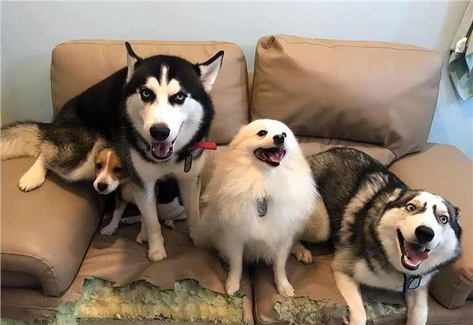 养狗后,才明白这些事,宠主:说到心坎上了