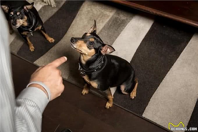 养狗后,才明白这些事,宠主:说到心坎上了