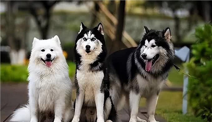 雪橇三傻大揭秘:阿拉斯加、哈士奇和萨摩耶谁最傻瓜