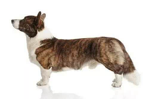 每日一犬-卡迪根威尔士柯基犬