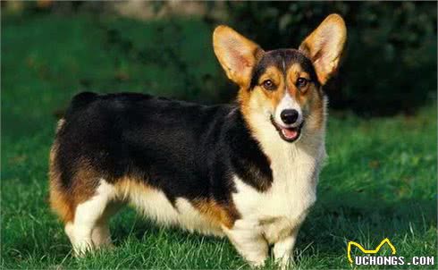 每日一犬-卡迪根威尔士柯基犬