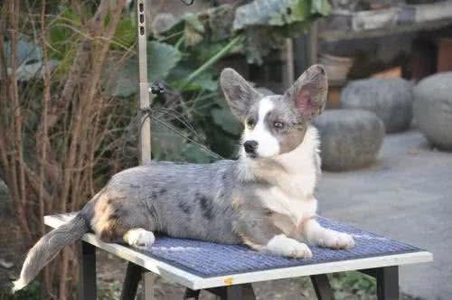 每日一犬-卡迪根威尔士柯基犬