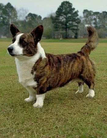每日一犬-卡迪根威尔士柯基犬