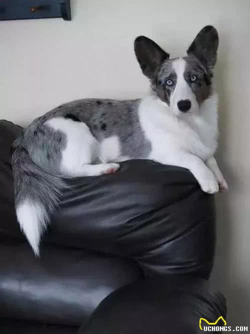 每日一犬-卡迪根威尔士柯基犬