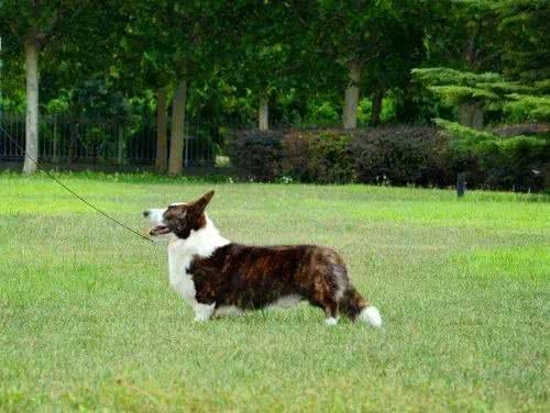 每日一犬-卡迪根威尔士柯基犬
