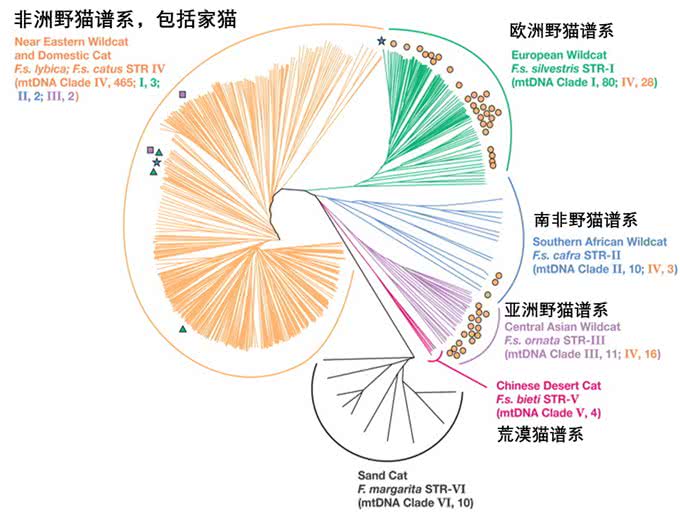 10000年，是我们驯化了猫，还是猫驯化了我们?