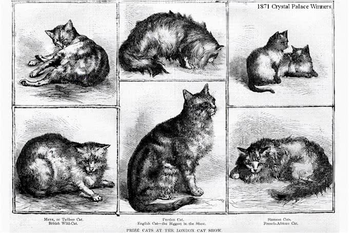 10000年，是我们驯化了猫，还是猫驯化了我们?