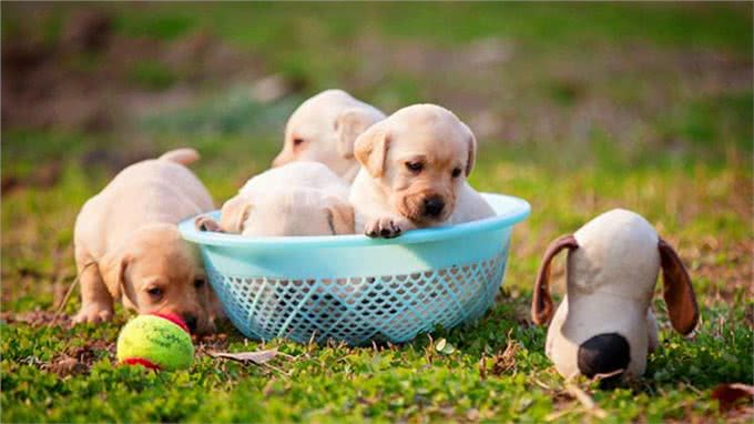一到雨天狗狗就郁闷?你家的是不是也这样