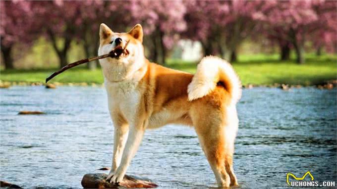 一到雨天狗狗就郁闷?你家的是不是也这样