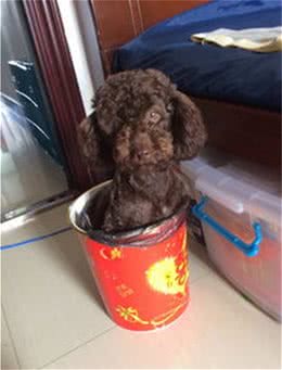 家中的狗狗为什么喜欢各种翻垃圾桶呢?几个原因在这里!