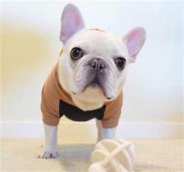性感尤物斗牛犬