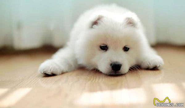 零成本改善狗狗发毛期的毛发问题,五件铲屎官们一定要知道的事