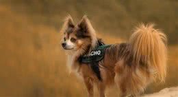 零成本改善狗狗发毛期的毛发问题，五件铲屎官们一定要知道的事