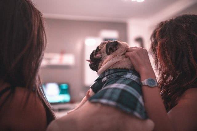 你家狗狗爱看电视吗?其实它不仅看得懂，还能认出电视的其它狗狗