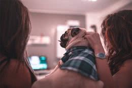 你家狗狗爱看电视吗?其实它不仅看得懂，还能认出电视的其它狗狗