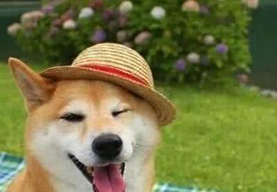 十大犬种性格揭秘，你了解多少?