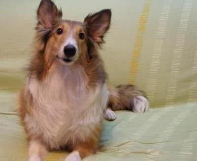 十大犬种性格揭秘，你了解多少?