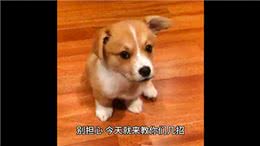 几招教你告别，狗狗泪痕!铲屎官必看—萌宠百科