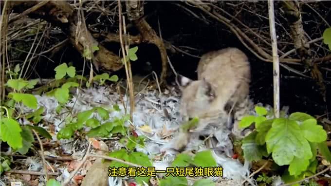 短尾猫:只要镜头一动,你生死就难料—动物世界