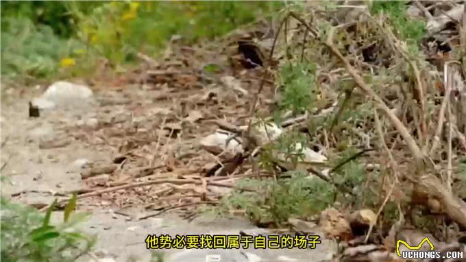 短尾猫:只要镜头一动,你生死就难料—动物世界