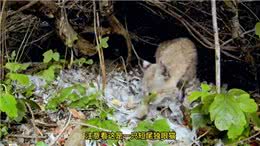 短尾猫：只要镜头一动，你生死就难料—动物世界