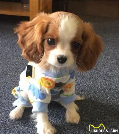 用可爱征服世界的—查理王小猎犬,完美踩在我心巴上