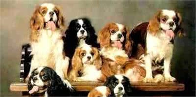 用可爱征服世界的—查理王小猎犬,完美踩在我心巴上