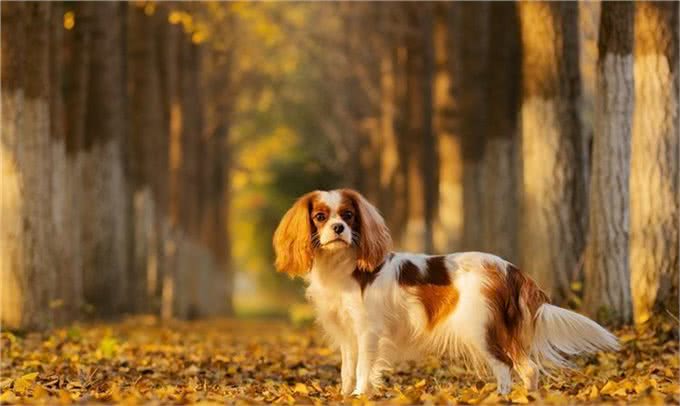 用可爱征服世界的—查理王小猎犬,完美踩在我心巴上