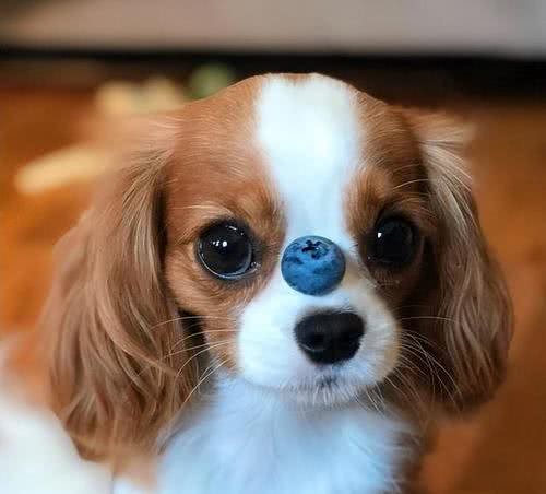 用可爱征服世界的—查理王小猎犬,完美踩在我心巴上