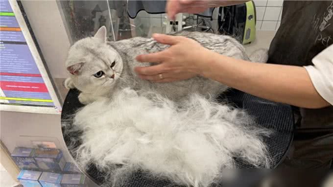 猫界通人性的4种猫,个个灵性十足,越养越值钱