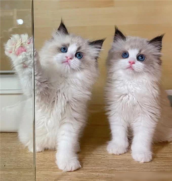 猫界通人性的4种猫,个个灵性十足,越养越值钱