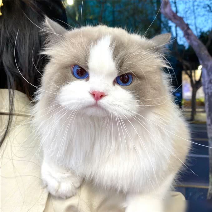 猫界通人性的4种猫,个个灵性十足,越养越值钱