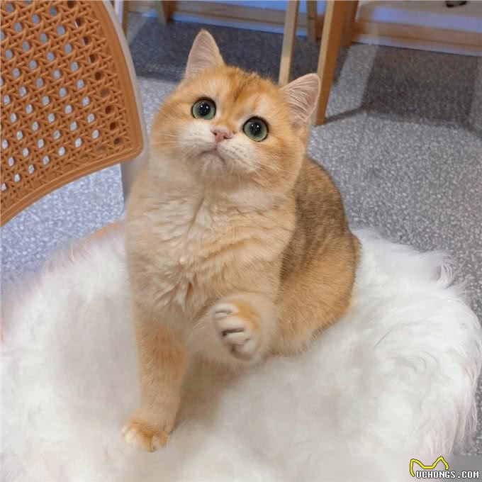 猫界通人性的4种猫,个个灵性十足,越养越值钱