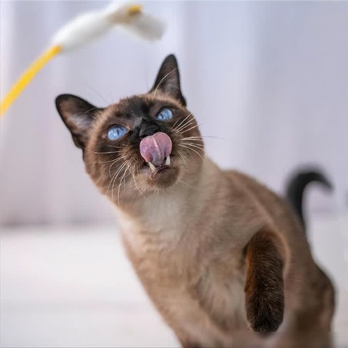 猫界通人性的4种猫，个个灵性十足，越养越值钱