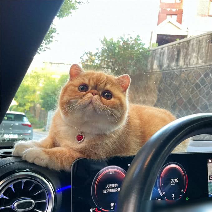 猫界通人性的4种猫，个个灵性十足，越养越值钱