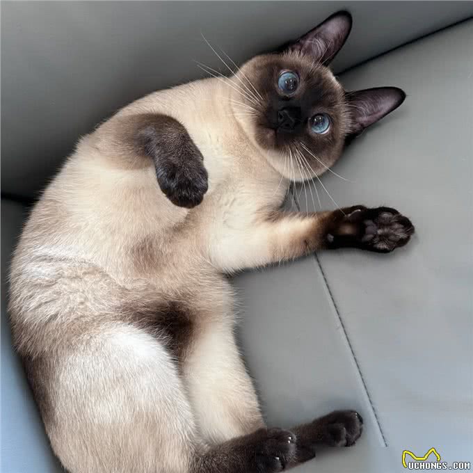 猫界通人性的4种猫,个个灵性十足,越养越值钱