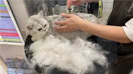 猫界通人性的4种猫，个个灵性十足，越养越值钱