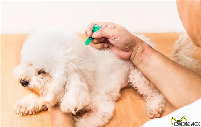 狗狗太瘦了怎么办?教你5招，这样增肥科学又健康