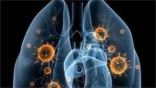 犬猫冠状病毒和新型冠状病毒的区别!犬猫该如何预防这两种病毒